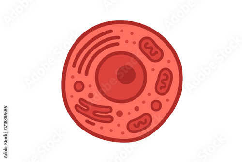 A clear and concise flat design illustration of a eukaryotic cell, showcasing key organelles like the nucleus and mitochondria, perfect for educational and scientific presentations.