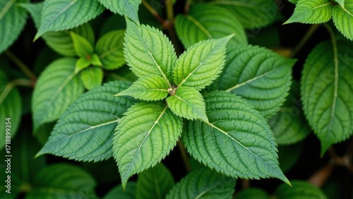 Wallpaper Mural Close up of vibrant green leaves with detailed texture and veins Torontodigital.ca