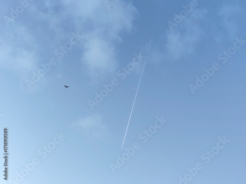 Clear sky scene with jet trail and bird silhouette