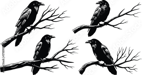 Four black ravens perched on bare branches in a stark black and white illustration