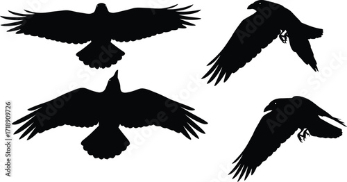 Silhouetted ravens soaring against a white background showcasing dynamic flight poses