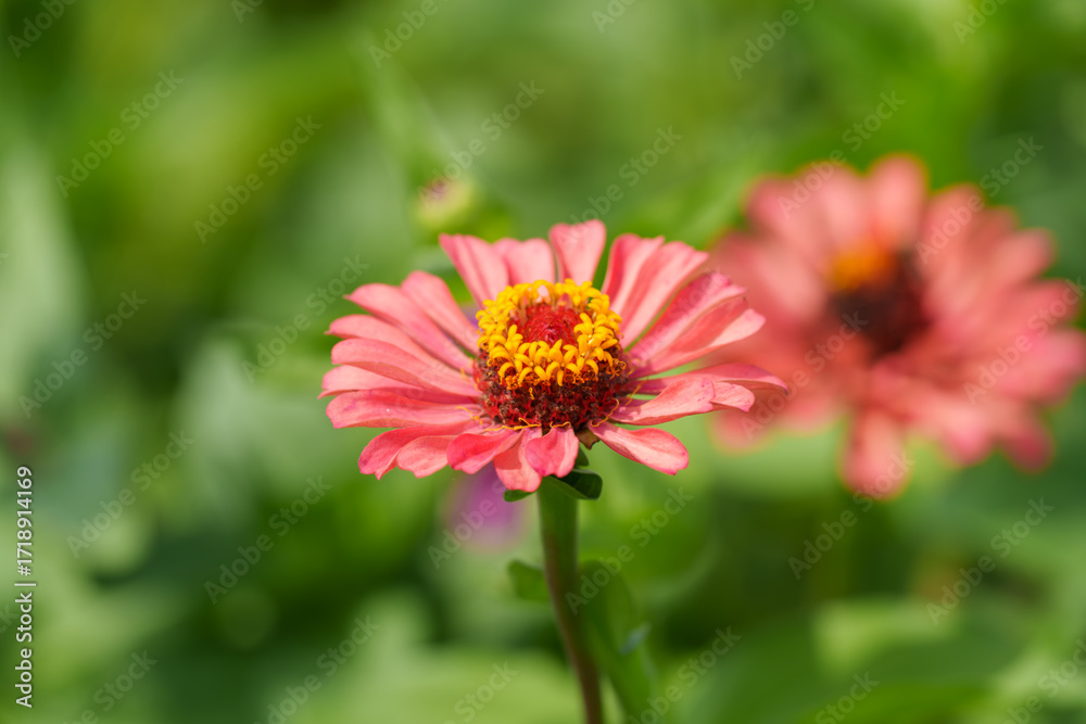 Obraz premium Close-up photo of red zinnia flowers blooming in early summer.