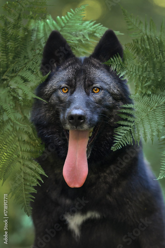 Close-up portrait of a Russian Wolfhound wolf dog in a fern in the forest