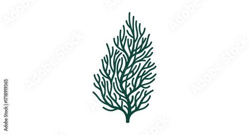 A detailed illustration of a single dark green seaweed or plant specimen