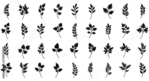 Collection of delicate fern leaves arranged in a simple grid pattern