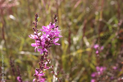 Lythrum virgatum with purple flowers
