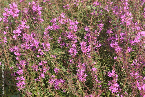 Lythrum virgatum with purple flowers