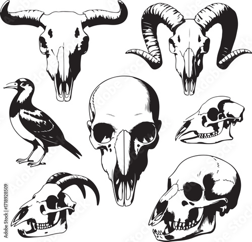 Collection of detailed hand drawn animal skulls and a bird illustration