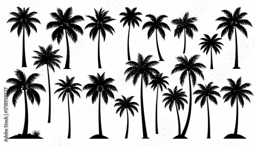 Vector Silhouettes of Various Palm Trees A Collection of Tropical Iconography Elements