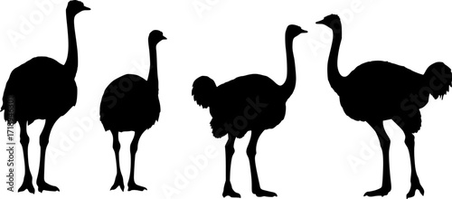 Ostrich silhouette vector, emu bird vector illustration
