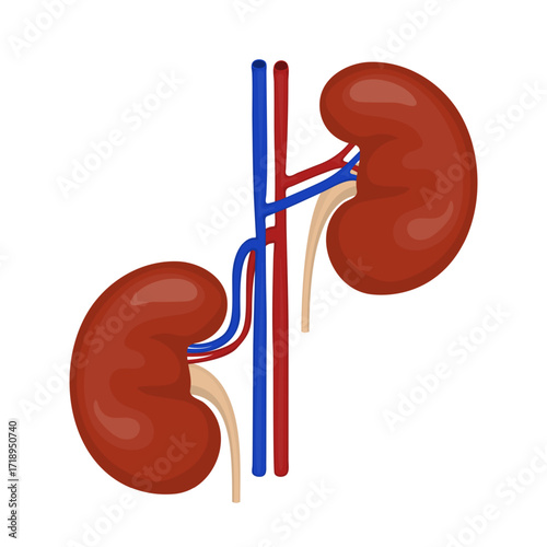 Human kidneys with arteries and veins showing nephroptosis or floating kidney