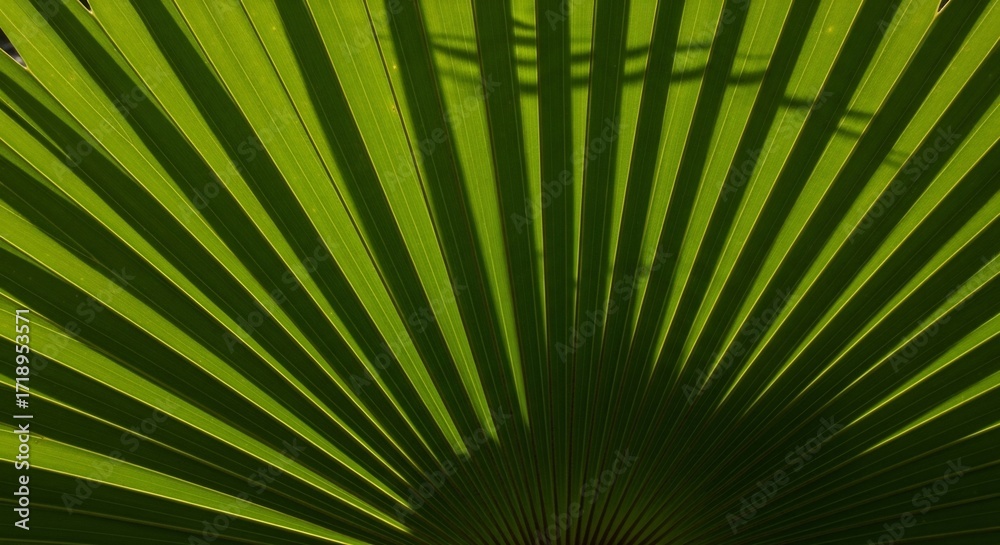 Obraz premium Closeup of a green palm frond with radiating lines and shadows