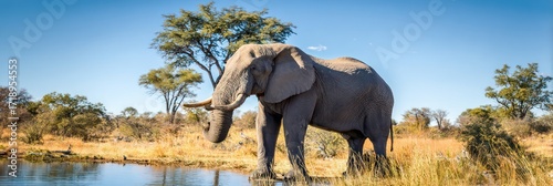 Elephant by waterhole