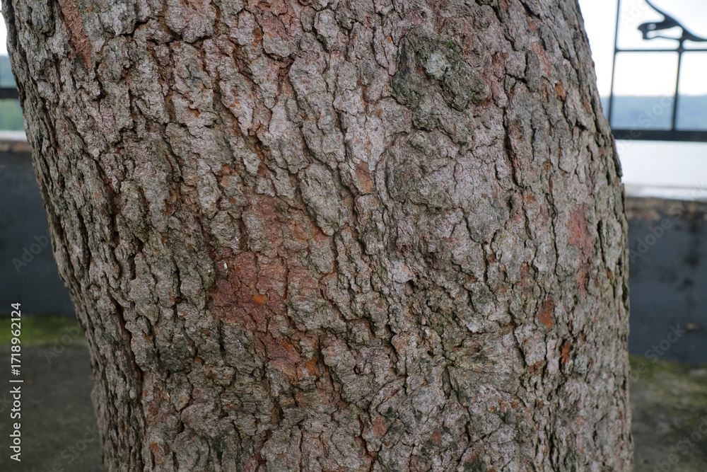 Fototapeta premium Close Up of Tree Trunk with Rough Bark Texture