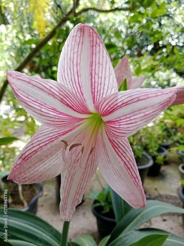 Closeup Of Pink Striped Lily In Garden With Soft Green Background And Delicate Petals