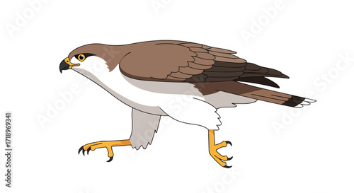 Cartoonish depiction of an falcon in motion displaying detailed plumage and sharp talons isolated on a white backdrop rendered in a vector style