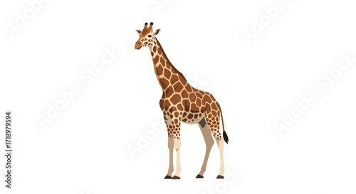 Graceful giraffe standing tall with its distinctive patterned coat against pristine background, showcasing majestic presence and natural elegance