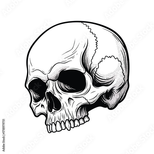 A detailed handdrawn human skull illustration in black and white line art style.