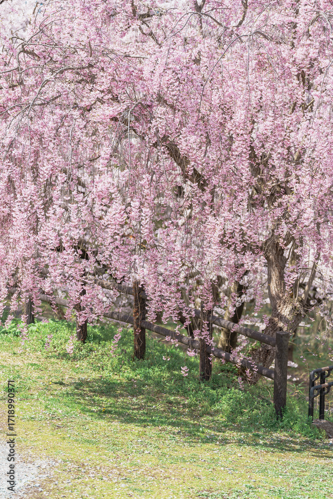 Fototapeta premium Shidarezakura Weeping Cherry blossom in Tendo Park or Maizuru Park in Spring season, landmark popular for tourist attractions in Yamagata prefecture, Tohoku, Japan