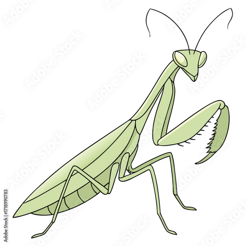 A praying mantis vector illustration of a green insect with a white background and a close-up of its eyes and legs
