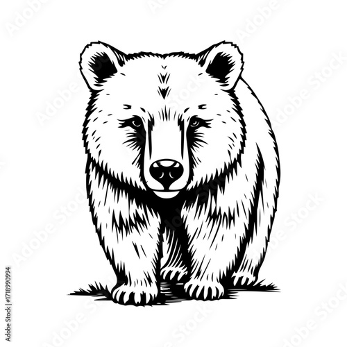 Bear illustration vector, wild animal drawing, big predator design, forest mammal sketch, grizzly graphic art

