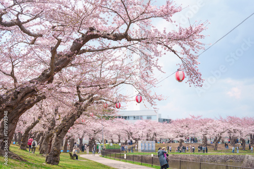Tourists sightseeing and hanami in Sakura Cherry Blossom tree in Spring season. Goryokaku Tower park in Hakodate city, Hokkaido prefecture, Japan. famous Landmark, Japan Travel and Vacation