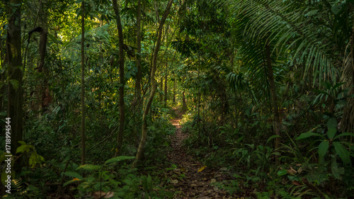 Wooden bridges over the rainy Amazon forests near the Tambopata National Reserve, wooden bridges over wetlands and flooded forests.