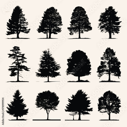 Collection of cedar tree silhouettes in black and white isolated on white background