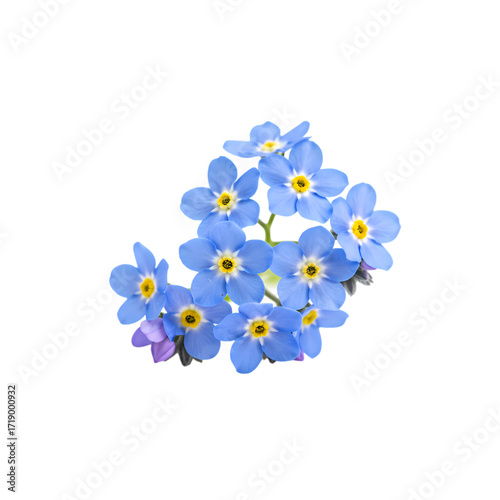 Stunning Forget-Me-Nots: Vibrant Blue Flowers, Close-up Photography