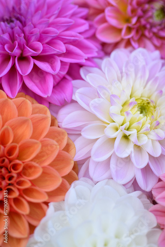 Bild auf Leinwand Pink, purple, lilac and white dahlia blooms background