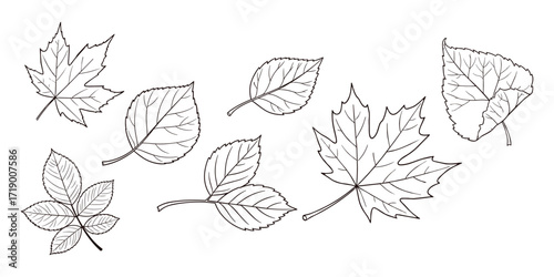 Leaf Illustration Set with Various Autumn Leaves Vector