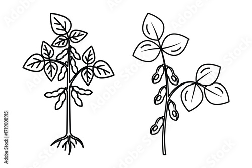 Soybean Plant Vector Illustration, Black Outline Drawing
