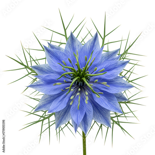 Stunning Nigella Flower: Close-Up Macro Photography