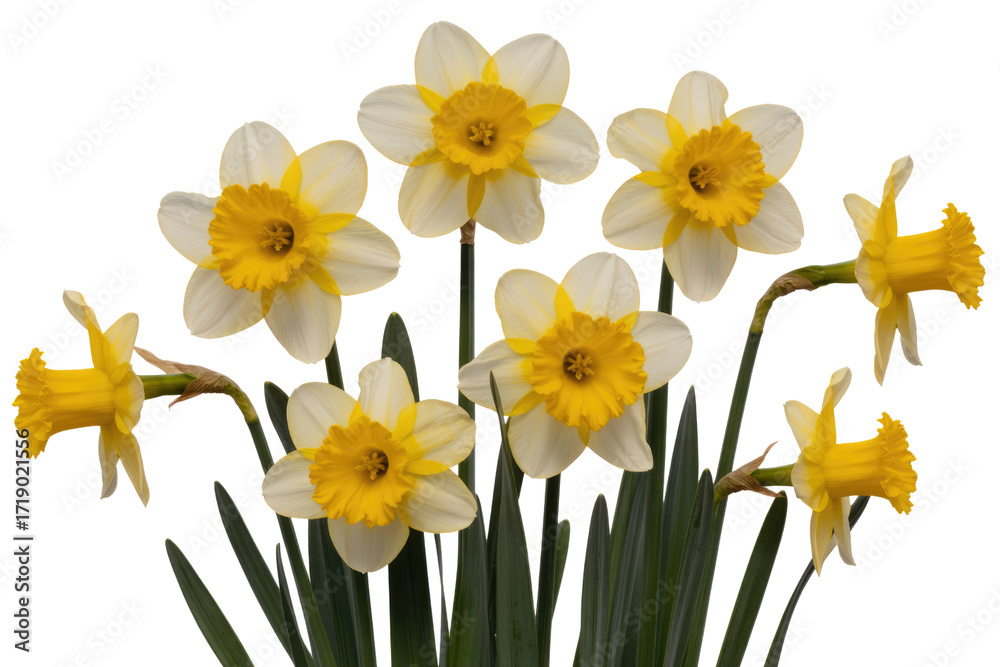 Obraz premium A cluster of seven daffodils with white petals and yellow centers, isolated on a transparent background. background removed
