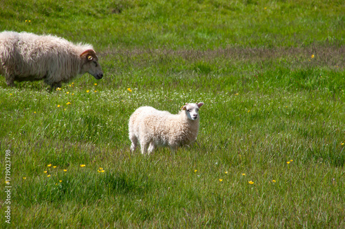 Stokksnes Iceland, sheep grazing in field of spring grass
