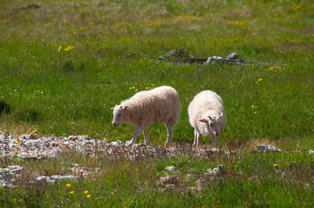 Fototapeta premium Stokksnes Iceland, twin lambs grazing in field of spring grass