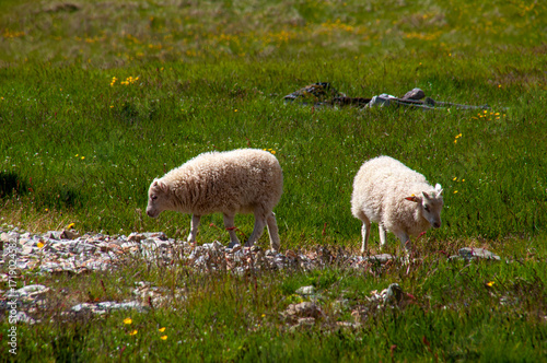 Stokksnes Iceland, twin lambs grazing in field of spring grass