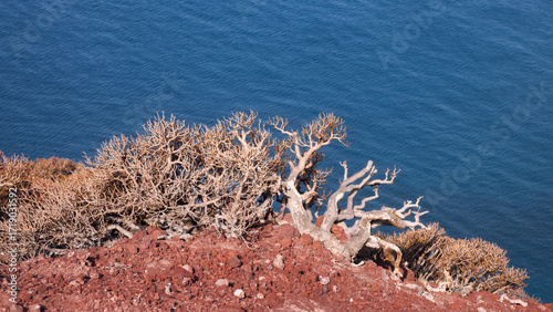 Breathtaking View of Barren Bushes in El Madano Overlooking the Serene Waters of the Atlantic Ocean