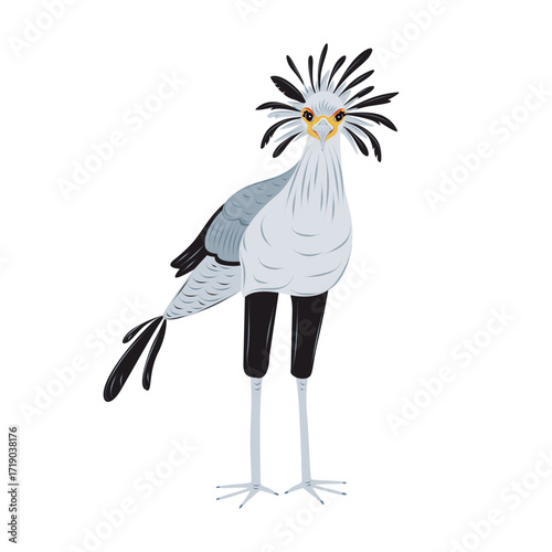 Vector secretary bird isolated on white background. Exotic African bird of prey, Sagittarius serpentarius. Children cute animal illustration.