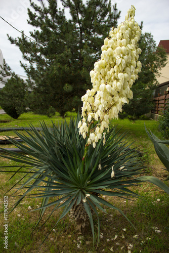 Yucca aloifolia plant blooming in Adler (Sochi).
