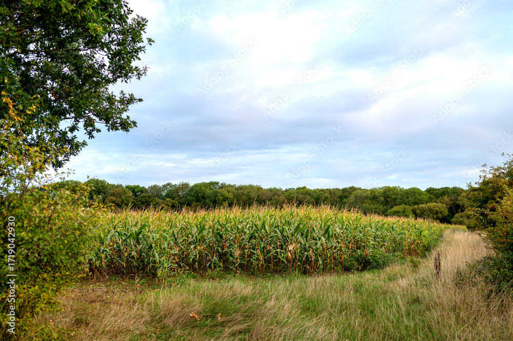 Fototapeta premium A wide view of a green cornfield with trees in the background under a cloudy sky.