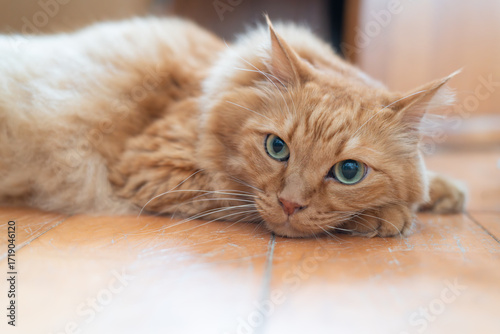 Wallpaper Mural フローリングでくつろぐ可愛い猫　茶トラ猫	 Torontodigital.ca