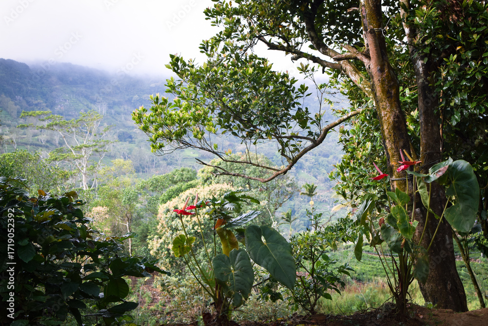 Fototapeta premium Scenic Mountain Landscape with Green Forest Trees under Blue Sky and White Clouds in Tropical Nature. Beautiful Mountain Valley with Lush Green Forest, Natural Mountain Hills Covered with Green Trees