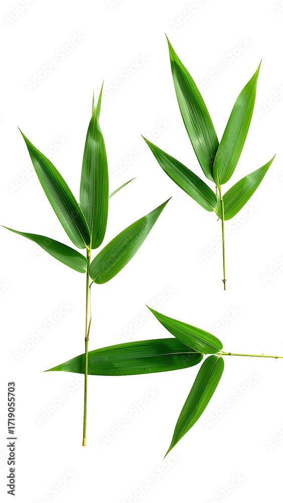 Obraz premium Close-up of vibrant green bamboo leaves (1)