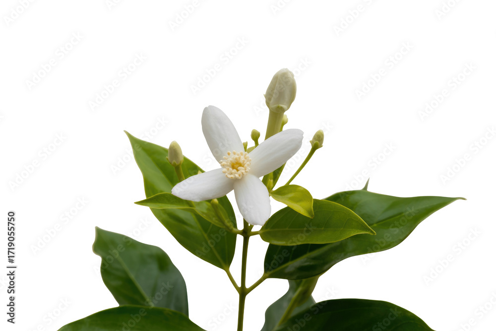 Obraz premium A single white flower with green leaves, isolated on a transparent background. background removed