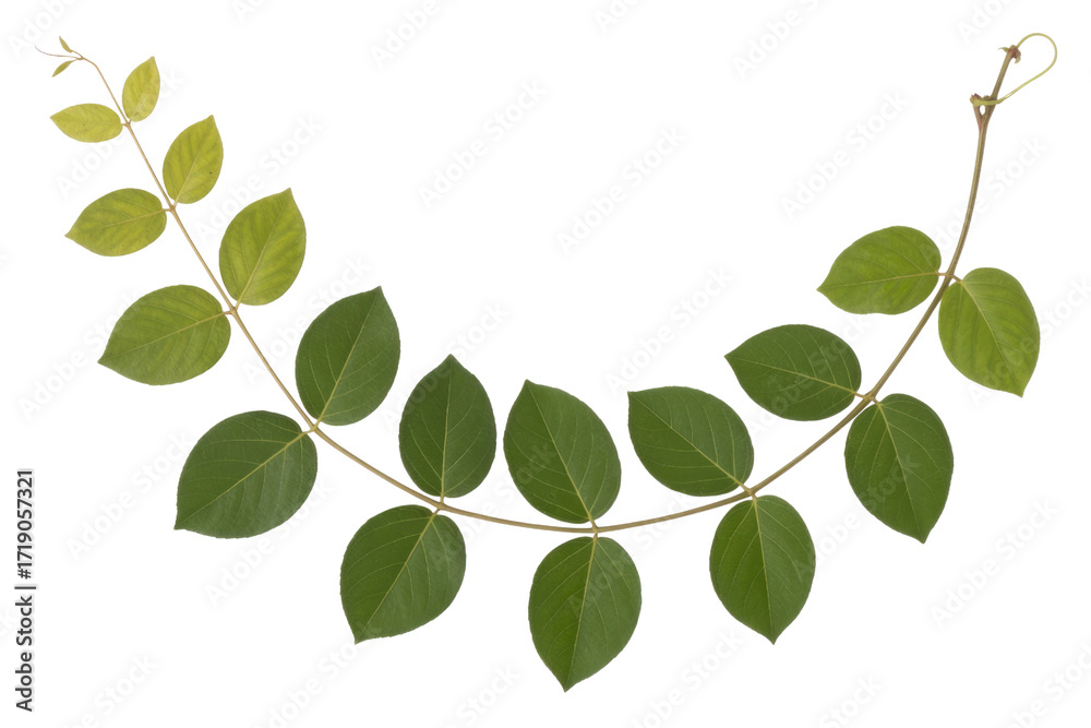 Obraz premium Green leaves branch isolated on transparent background, perfect for design. background removed