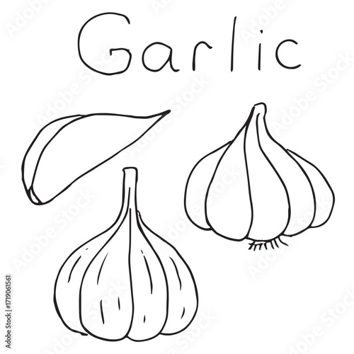 Garlic set, hand drawing, vector illustration