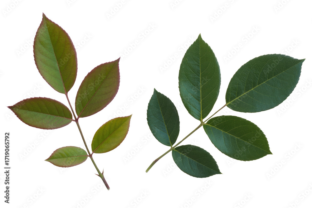 Naklejka premium Two rose leaf sprigs, one with reddish-brown young leaves, the other with mature green leaves, isolated on a transparent background. background removed