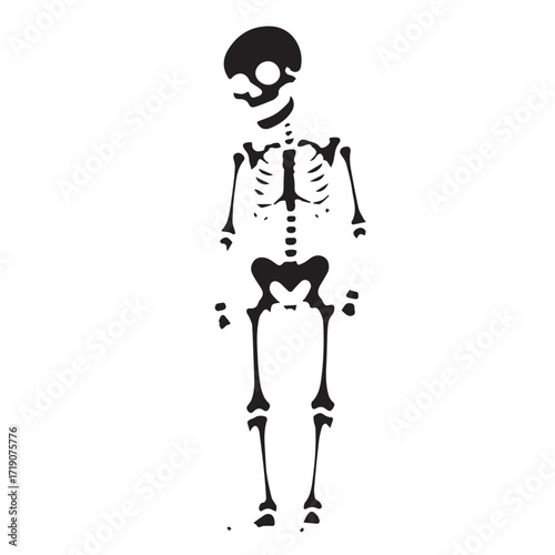vector illustration of a man skeleton