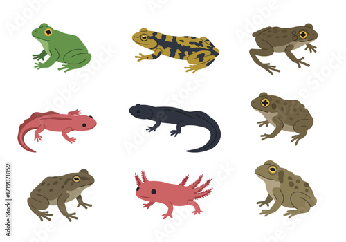 Collection of frogs  salamanders